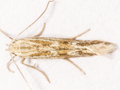 Ptocheuusa paupella